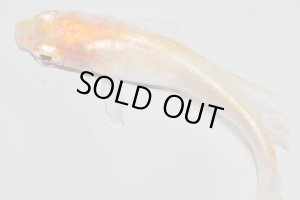 画像3: H-3697  ブドウ目☆アルビノクイーン・ネオ（ヒカリ体型）Lサイズ・1ペア