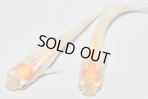 画像6: H-3697  ブドウ目☆アルビノクイーン・ネオ（ヒカリ体型）Lサイズ・1ペア