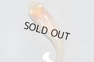 画像4: H-3697  ブドウ目☆アルビノクイーン・ネオ（ヒカリ体型）Lサイズ・1ペア