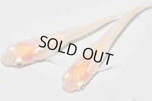 画像5: H-3697  ブドウ目☆アルビノクイーン・ネオ（ヒカリ体型）Lサイズ・1ペア