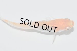 画像9: H-3889  紅富士(ヒカリ体型)Lサイズ・1ペア