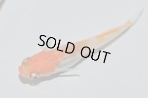 画像7: H-3889  紅富士(ヒカリ体型)Lサイズ・1ペア