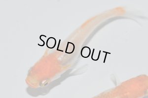 画像8: H-3889  紅富士(ヒカリ体型)Lサイズ・1ペア