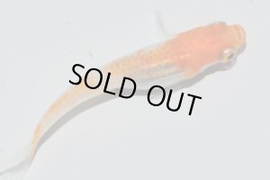 画像6: H-3889  紅富士(ヒカリ体型)Lサイズ・1ペア