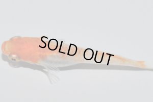 画像5: H-3889  紅富士(ヒカリ体型)Lサイズ・1ペア