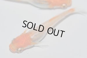 画像10: H-3889  紅富士(ヒカリ体型)Lサイズ・1ペア