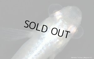 画像6: H-3907  激レア★水泡眼 螺鈿光スーパーブルー （普通体型）   Lサイズ　１ペア