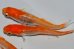画像2: H-3930 　赤富士（ヒカリ体型）Lサイズ・３匹 (2)