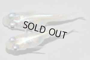 画像7: H-3978  ショートタイプ☆螺鈿光スーパーホワイト（普通体型）Mサイズ・５匹