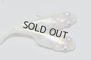 画像3: H-3978  ショートタイプ☆螺鈿光スーパーホワイト（普通体型）Mサイズ・５匹