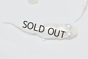 画像8: H-3978  ショートタイプ☆螺鈿光スーパーホワイト（普通体型）Mサイズ・５匹