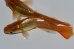 画像9: H-4009  紅小灰蝶（べにしじみちょう・ヒカリ体型）Lサイズ・1ペア