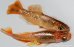 画像3: H-905 オレンジタイプ　黒薔薇蝶   （ヒカリ体型） Lサイズ　１ペア