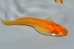 画像3: H-998  体色綺麗ですよ！オレンジ☆アルビノ（普通体型）Lサイズ　3匹