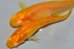 画像7: H-998  体色綺麗ですよ！オレンジ☆アルビノ（普通体型）Lサイズ　3匹