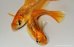 画像2: H-1023  オレンジタイプ　黒バラ蝶 （ヒカリ体型）Lサイズ　１ペア (2)