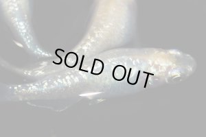 画像4: H-1035  美麗☆イエロー☆シルバースター月虹（ラメ・普通体型）Lサイズ　１ペア