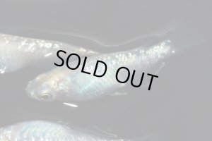 画像6: H-1035  美麗☆イエロー☆シルバースター月虹（ラメ・普通体型）Lサイズ　１ペア