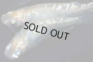 画像7: H-1035  美麗☆イエロー☆シルバースター月虹（ラメ・普通体型）Lサイズ　１ペア