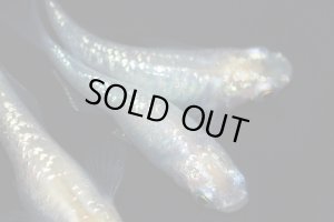 画像3: H-1035  美麗☆イエロー☆シルバースター月虹（ラメ・普通体型）Lサイズ　１ペア