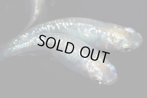 画像5: H-1035  美麗☆イエロー☆シルバースター月虹（ラメ・普通体型）Lサイズ　１ペア