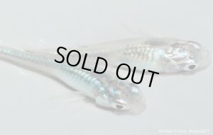 画像3: H-1190  レア★グリーンシャドー   （普通体型） Mサイズ　１ペア