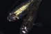 画像10: H-1442  めすゴールド光☆美麗☆ブラックナイト（普通体型）Lサイズ　１ペア