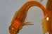 画像6: H-1502  特選　ゴールドオレンジ　黒薔薇蝶（くろばらちょう・普通体型）Lサイズ　１ペア