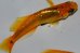 画像3: H-1502  特選　ゴールドオレンジ　黒薔薇蝶（くろばらちょう・普通体型）Lサイズ　１ペア