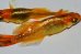 画像1: H-1690  オレンジ　黒薔薇蝶（ヒカリ体型）Lサイズ　１ペア (1)