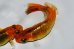 画像2: H-1690  オレンジ　黒薔薇蝶（ヒカリ体型）Lサイズ　１ペア (2)