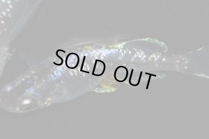 画像4: H-1725  特美個体　スーパー魔王・改（ラメ）Lサイズ　１ペア