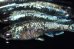 画像1: H-1915  ラメラメ美麗　螺鈿光（刀・普通体型）Lサイズ　４匹 (1)