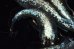 画像4: H-1915  ラメラメ美麗　螺鈿光（刀・普通体型）Lサイズ　４匹 (4)