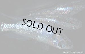 画像5: H-2077 NEW ブラックナイト （初のヒカリ体型） Lサイズ　３匹