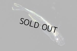 画像3: H-2098  ブラック螺鈿光＜ブルードレス＞  （ヒカリ体型）Mサイズ　１ペア