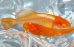画像5: H-2148  濃いオレンジ　アルビノ （ヒカリ体型） Lサイズ　１ペア (5)