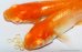 画像1: H-2148  濃いオレンジ　アルビノ （ヒカリ体型） Lサイズ　１ペア (1)