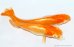 画像3: H-2148  濃いオレンジ　アルビノ （ヒカリ体型） Lサイズ　１ペア (3)