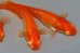 画像5: H-2277  濃厚！　オレンジ　アルビノ（普通体型）Lサイズ　３匹 (5)