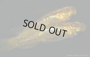 画像6: H-2569 希少★マリーゴールド★　（ヒカリ体型）Mサイズ　１ペア