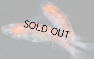 画像3: H-2726  プレミア 新品種★安芸三色＜MOMIJI（もみじ）＞ 　（普通体型） Lサイズ　１ペア