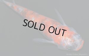 画像7: H-2726  プレミア 新品種★安芸三色＜MOMIJI（もみじ）＞ 　（普通体型） Lサイズ　１ペア