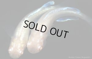 画像5: H-3430  アルビノブルードレス （普通体型）Lサイズ  １ペア