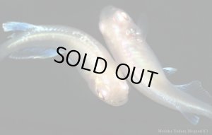 画像3: H-3430  アルビノブルードレス （普通体型）Lサイズ  １ペア