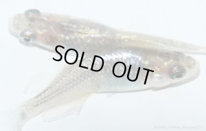 画像5: H-3431  レア★魅惑の黒バラ蝶 （ヒカリ体型）LMサイズ  １ペア