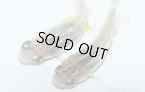 画像6: H-3431  レア★魅惑の黒バラ蝶 （ヒカリ体型）LMサイズ  １ペア