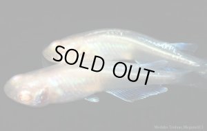 画像6: H-3430  アルビノブルードレス （普通体型）Lサイズ  １ペア