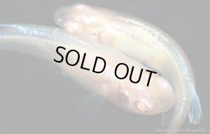 画像4: H-3430  アルビノブルードレス （普通体型）Lサイズ  １ペア