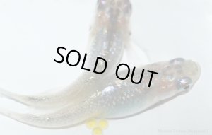 画像7: H-3431  レア★魅惑の黒バラ蝶 （ヒカリ体型）LMサイズ  １ペア